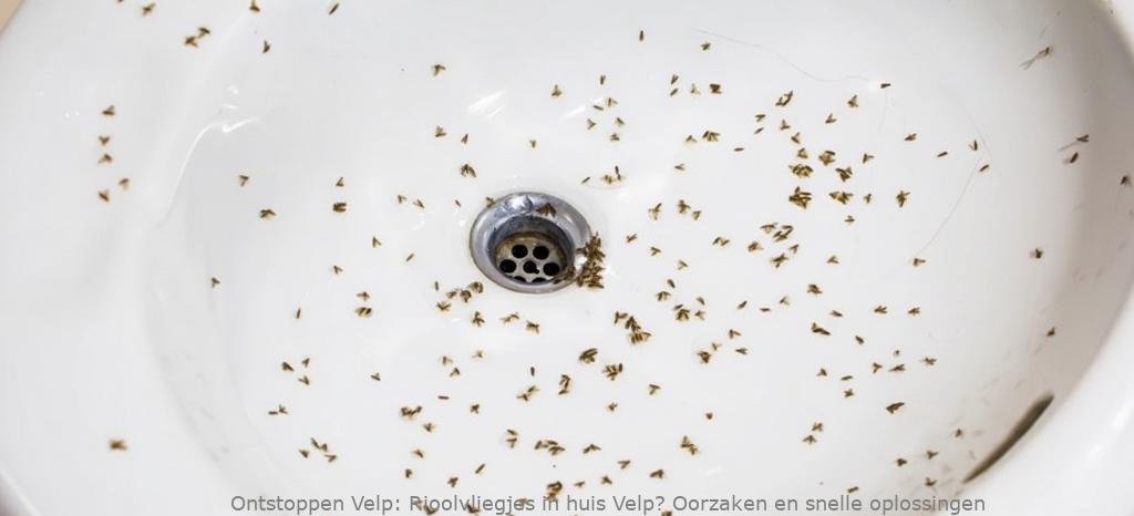 Rioolvliegjes in huis Velp? Oorzaken en snelle oplossingen